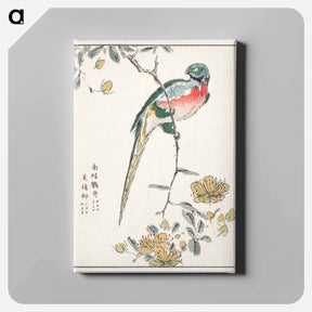アートパネル-Macaw and Drooping Peach
 - 鳥類図鑑 Canvas.