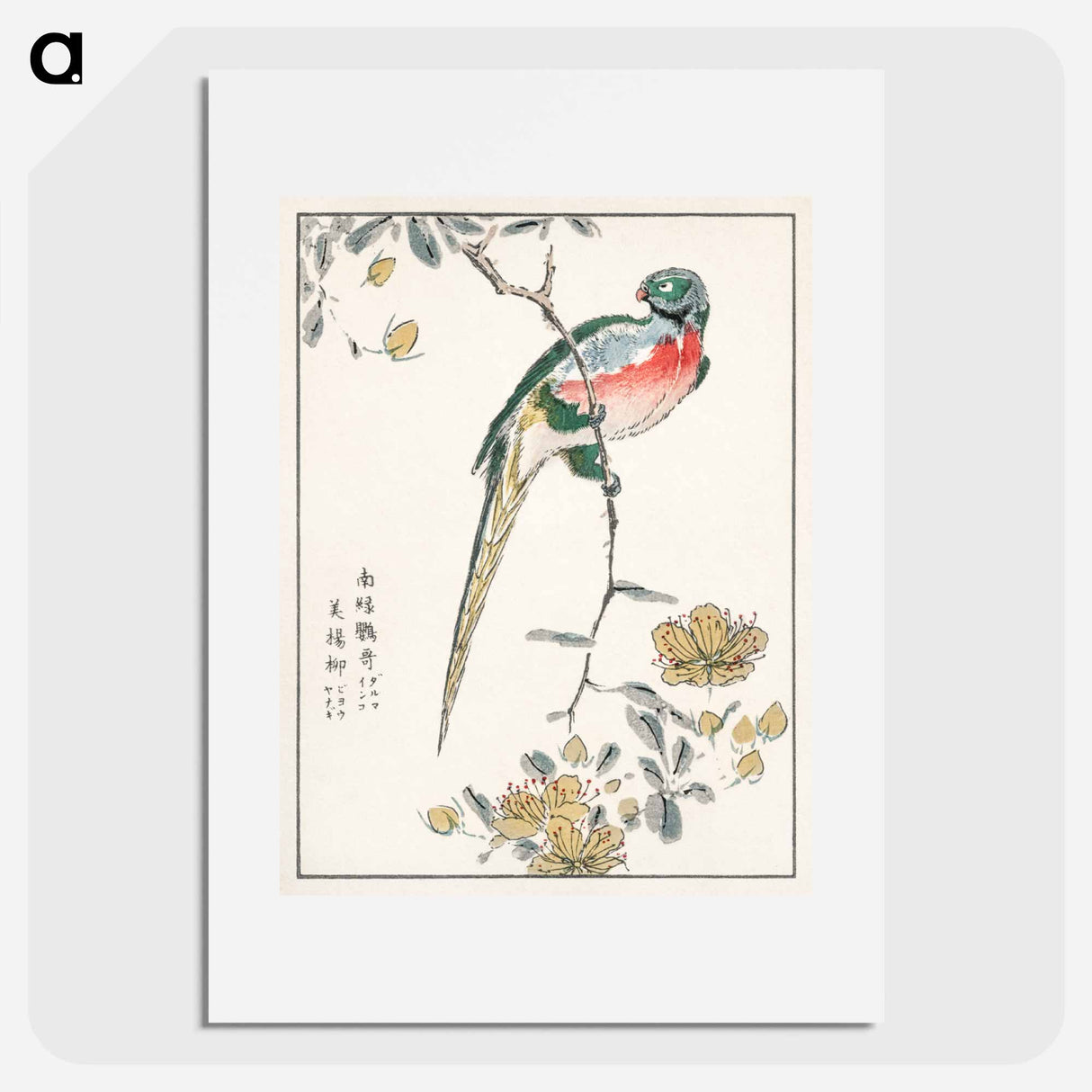 アートポスター-Macaw and Drooping Peach
 - 鳥類図鑑 Poster.