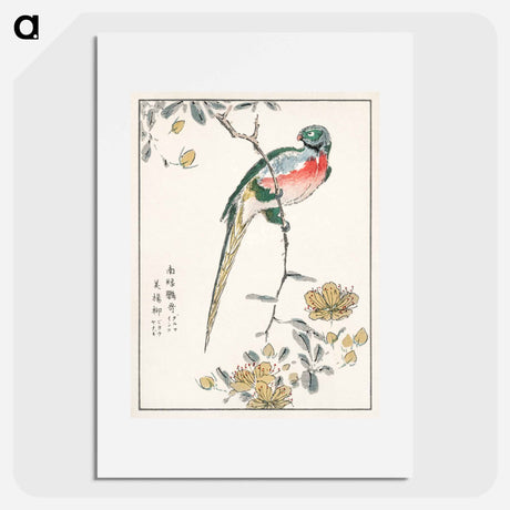 アートポスター-Macaw and Drooping Peach
 - 鳥類図鑑 Poster.