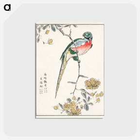 アートポストカード-Macaw and Drooping Peach
 - 鳥類図鑑 Postcard.