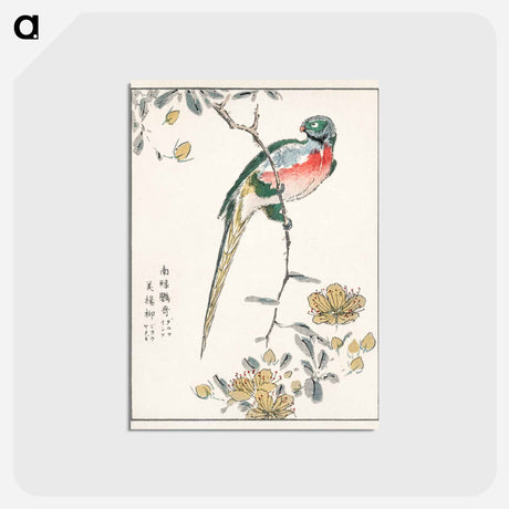 アートポストカード-Macaw and Drooping Peach
 - 鳥類図鑑 Postcard.