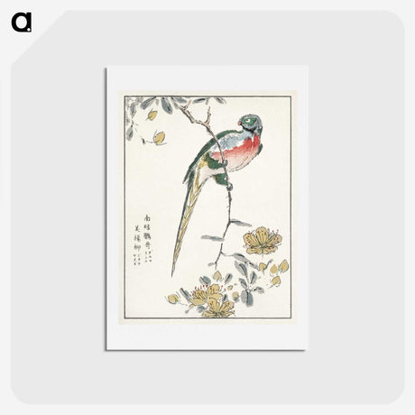 1-21_Pictorial-Monograph-of-Birds_hagaki