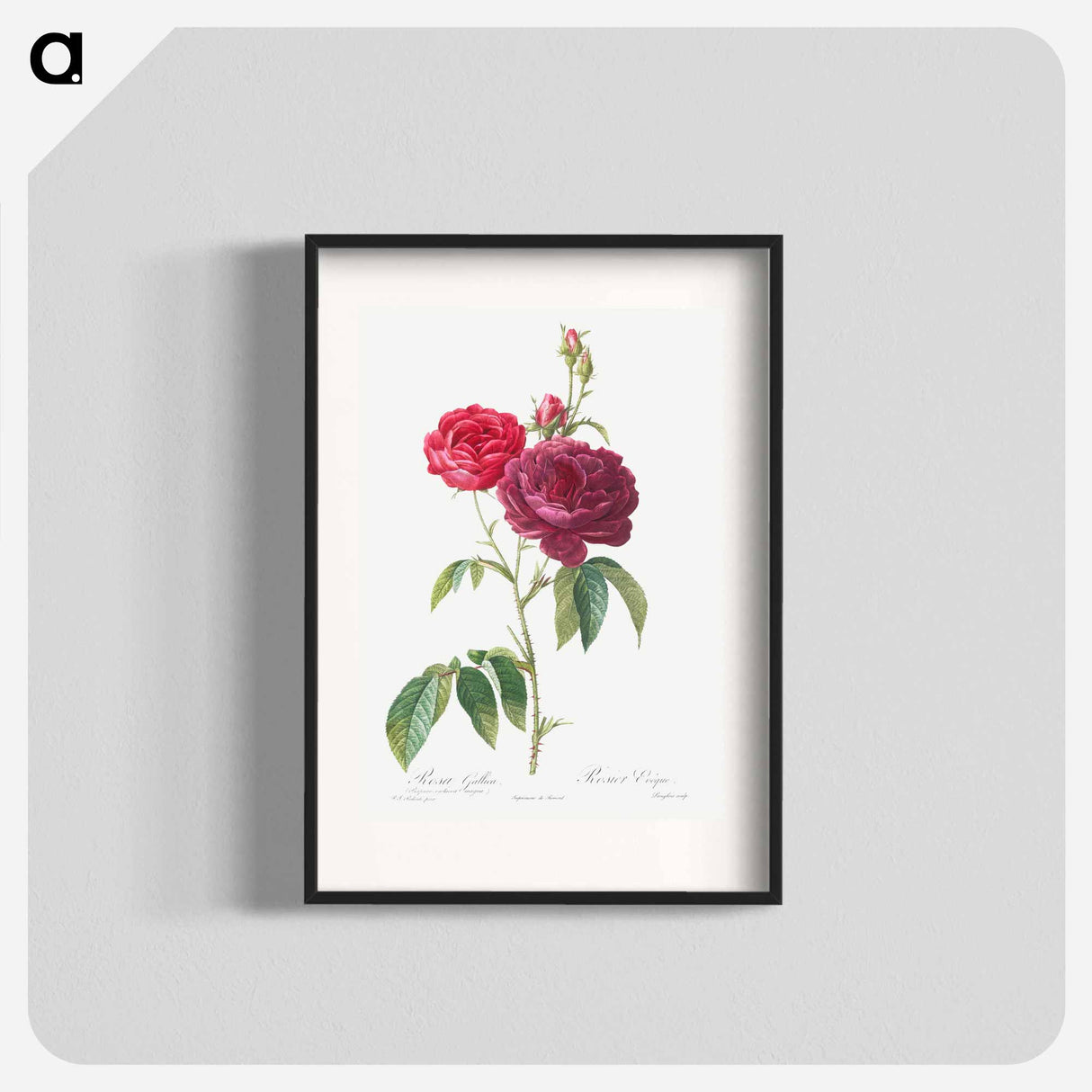 Purple French Rose - Pierre Joseph Redouté Poster.