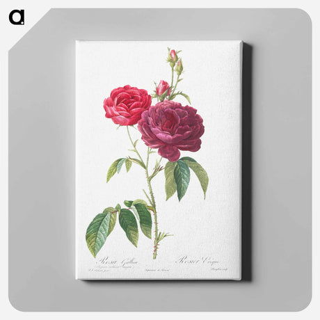 アートパネル-Purple French Rose - ピエール ジョゼフ ルドゥーテ Canvas.
