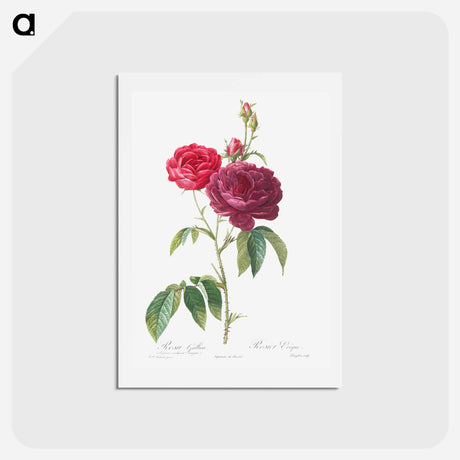 アートポストカード-Purple French Rose - ピエール ジョゼフ ルドゥーテ Postcard.