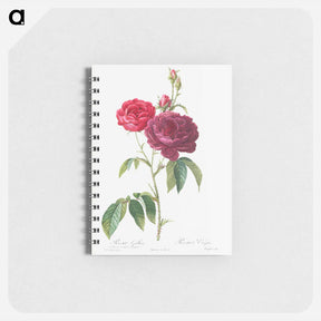 アートメモ帳-Purple French Rose - ピエール ジョゼフ ルドゥーテ Memo.