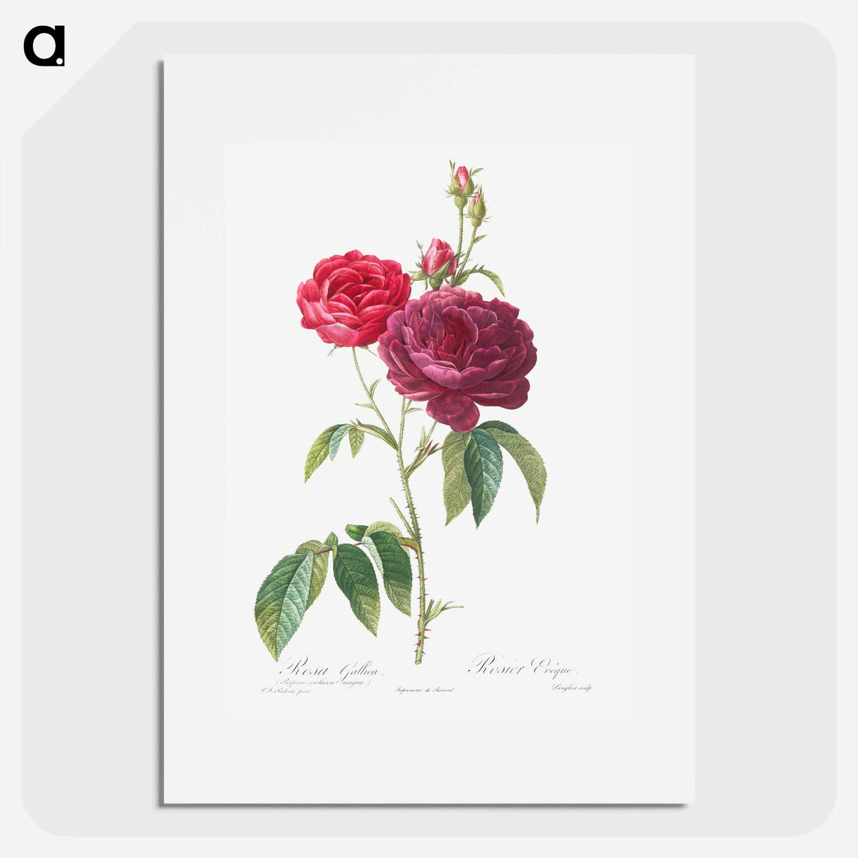 Purple French Rose - Pierre Joseph Redouté Poster.