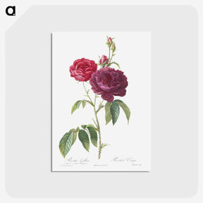 1-21_Pierre-Joseph-Redoute_postcard