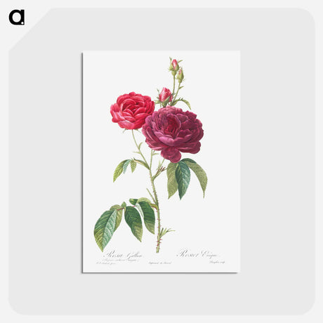 アートポストカード-Purple French Rose - ピエール ジョゼフ ルドゥーテ Postcard.
