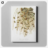 1-21_Pomona-Italiana_canvas