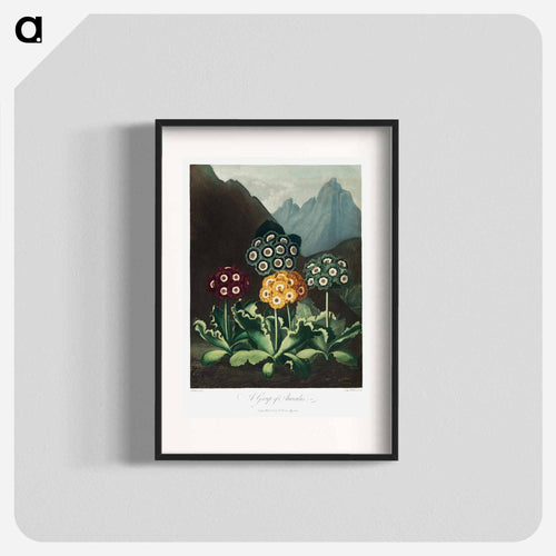 Auriculas from The Temple of Flora
 - ロバート ジョン ソーントン Poster.