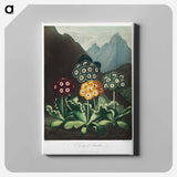 アートパネル-Auriculas from The Temple of Flora
 - ロバート ジョン ソーントン Canvas.