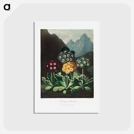 アートポストカード-Auriculas from The Temple of Flora
 - ロバート ジョン ソーントン Postcard.