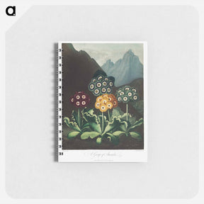 アートメモ帳-Auriculas from The Temple of Flora
 - ロバート ジョン ソーントン Memo.