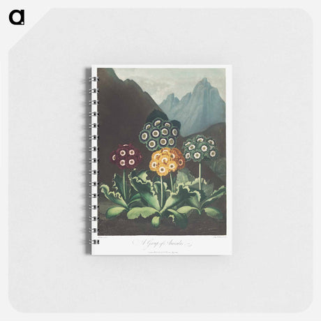 アートメモ帳-Auriculas from The Temple of Flora
 - ロバート ジョン ソーントン Memo.