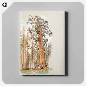 アートパネル-Oak and Evergreen - サミュエル コールマン Canvas.