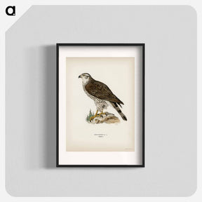 アートポスター-Goshawk Female
 - スヴェンスカ フォグラル Poster.