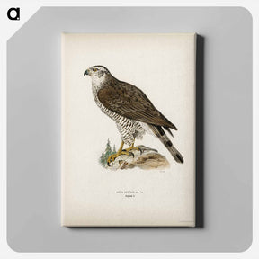 アートパネル-Goshawk Female
 - スヴェンスカ フォグラル Canvas.