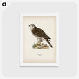 アートポストカード-Goshawk Female
 - スヴェンスカ フォグラル Postcard.
