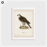 アートポストカード-Goshawk Female
 - スヴェンスカ フォグラル Postcard.