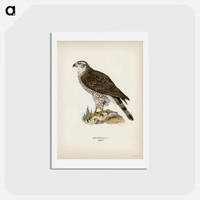アートポストカード-Goshawk Female
 - スヴェンスカ フォグラル Postcard.