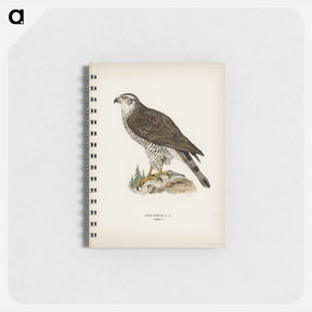 アートメモ帳-Goshawk Female
 - スヴェンスカ フォグラル Memo.