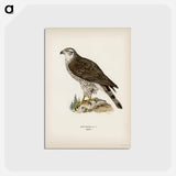 アートポストカード-Goshawk Female
 - スヴェンスカ フォグラル Postcard.