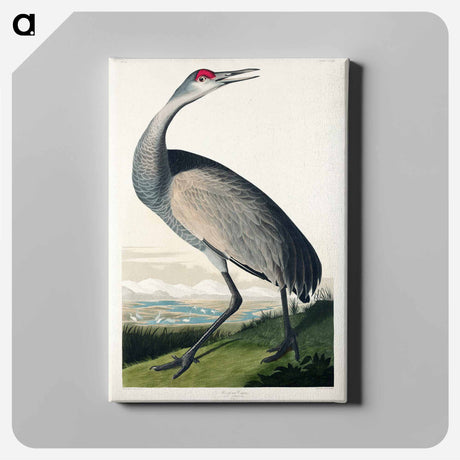 アートパネル-Hooping Crane from Birds of America
 - アメリカの鳥たち Canvas.