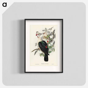 アートポスター-White-headed Fruit Pigeon
 - オーストラリアの鳥 Poster.