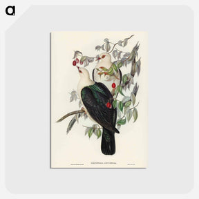 アートポストカード-White-headed Fruit Pigeon
 - オーストラリアの鳥 Postcard.