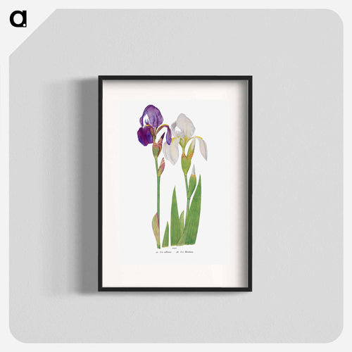 Iris Madonna from The genus Iris
 - アヤメ属 Poster.