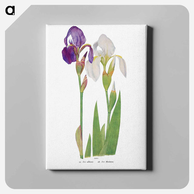 アートパネル-Iris Madonna from The genus Iris
 - アヤメ属 Canvas.