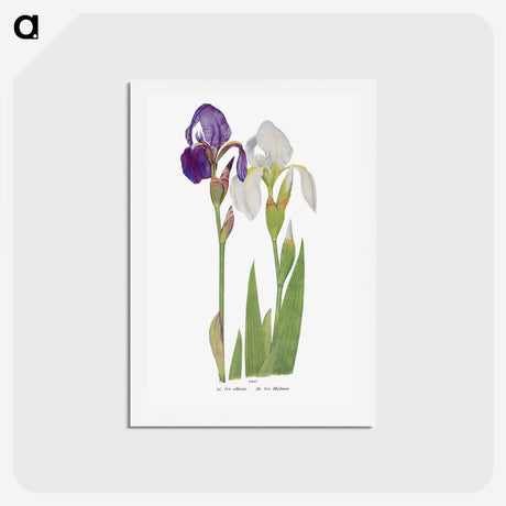1-21_The-Genus-Iris_hagaki