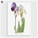 1-21_The-Genus-Iris_picture-crop
