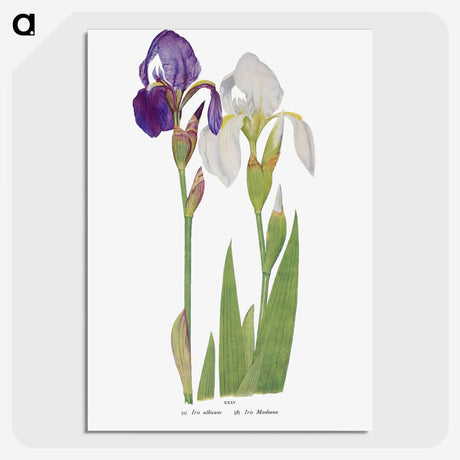 1-21_The-Genus-Iris_picture-crop