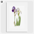 1-21_The-Genus-Iris_picture