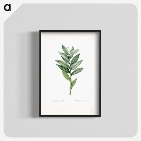 1-21_The-Lilies_blk