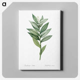 1-21_The-Lilies_canvas