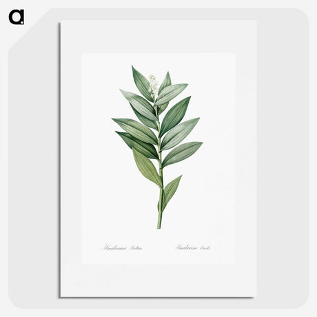 1-21_The-Lilies_picture