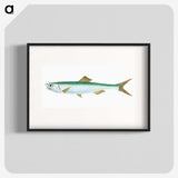 1-21_The-Natural-History-of-British-Fishes_blk
