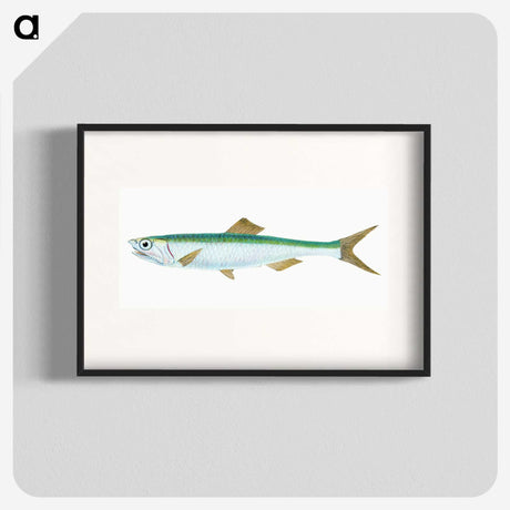 1-21_The-Natural-History-of-British-Fishes_blk