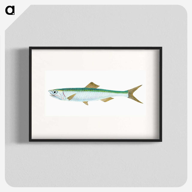 1-21_The-Natural-History-of-British-Fishes_blk