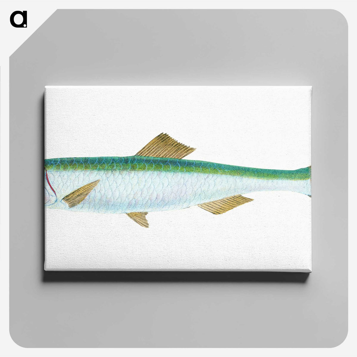 1-21_The-Natural-History-of-British-Fishes_canvas