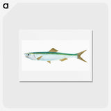 1-21_The-Natural-History-of-British-Fishes_hagaki