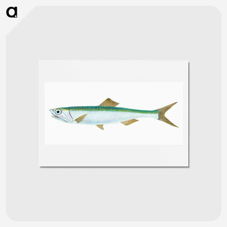 1-21_The-Natural-History-of-British-Fishes_hagaki
