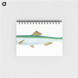 1-21_The-Natural-History-of-British-Fishes_memo