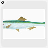 1-21_The-Natural-History-of-British-Fishes_picture-crop
