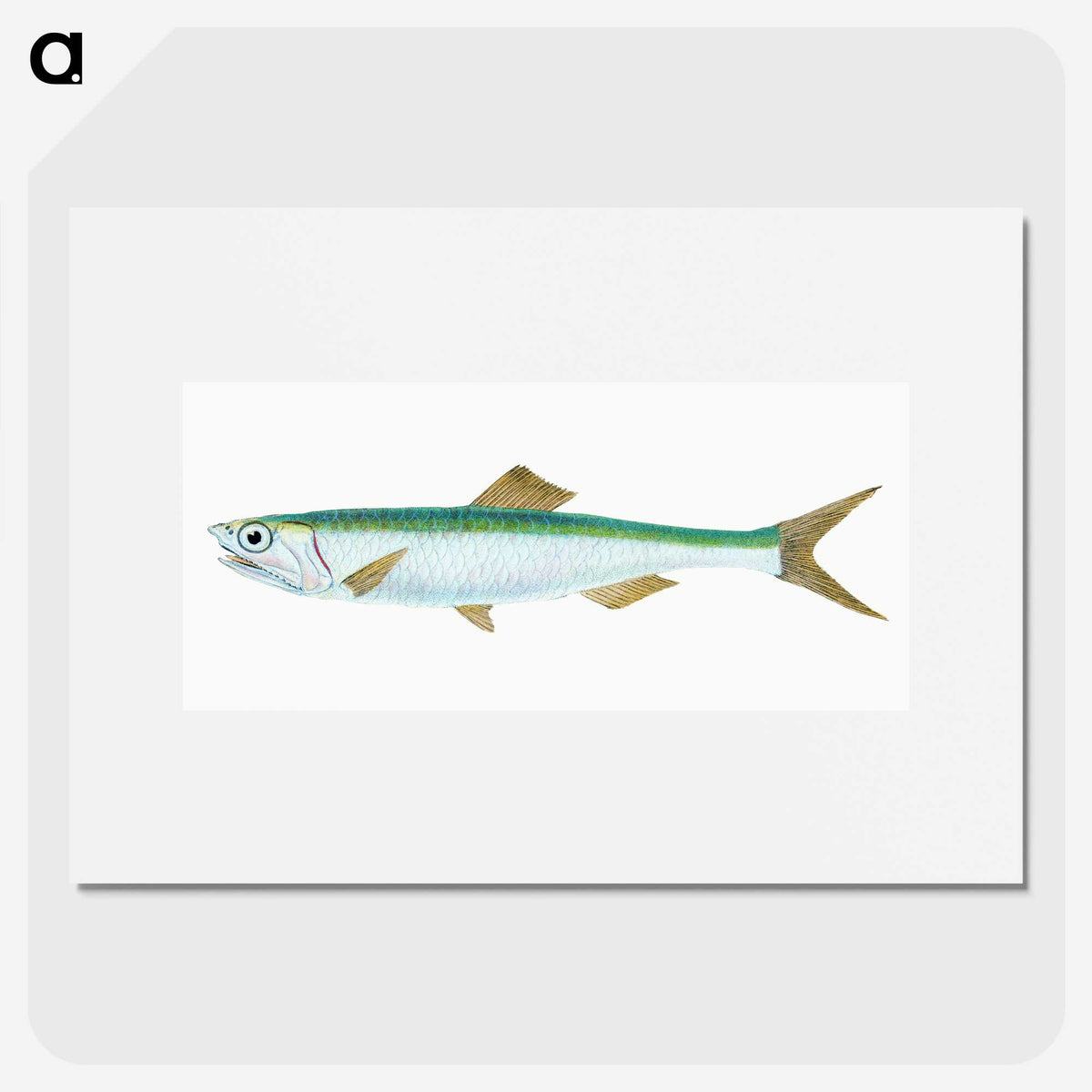 1-21_The-Natural-History-of-British-Fishes_picture