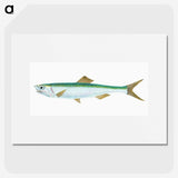 1-21_The-Natural-History-of-British-Fishes_picture