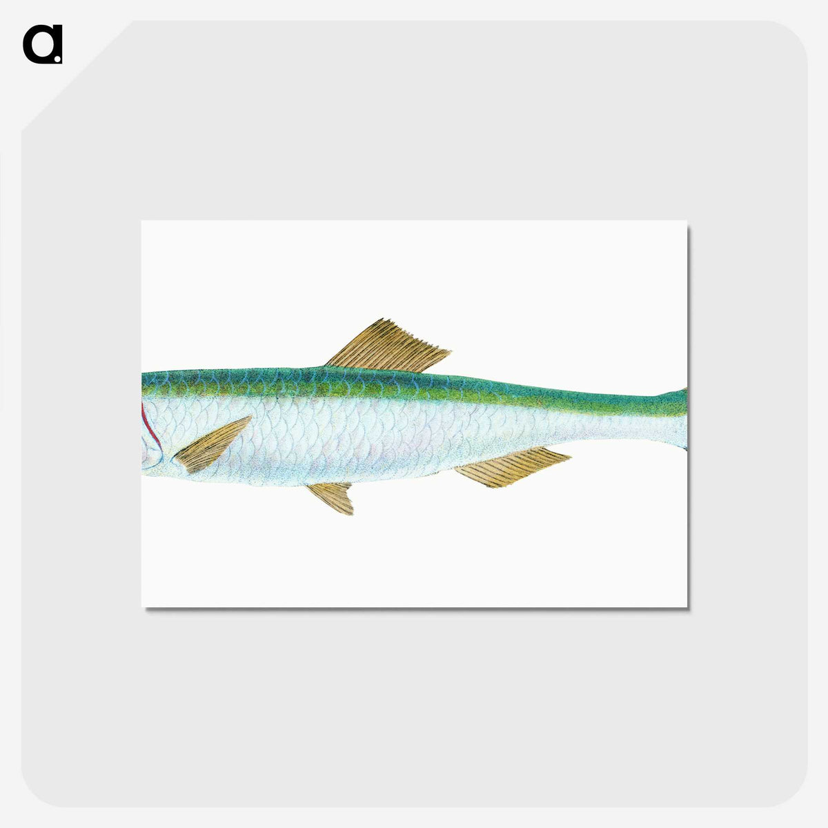1-21_The-Natural-History-of-British-Fishes_postcard